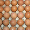 egg1